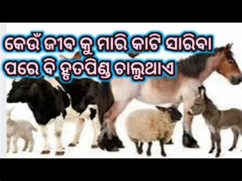 କଉ ଜବର ଜବନ ଜବ ପର ବ ହତପଣଡ ସପନଦନ ଚଲଥଏ daily vlog odia