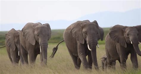 Excursion d une journée dans le parc national d Amboseli avec visite du