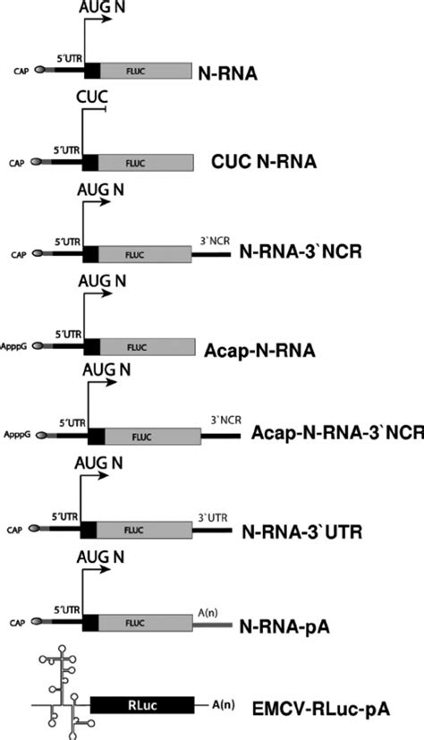 Schematic Representation Of The Recombinant Monocistronic RNAs Used In