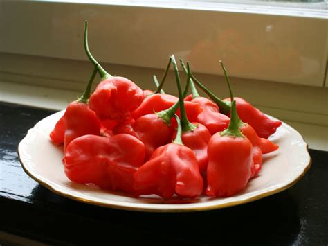 Growing Chili Intensely Red Jamaican Bell Peppers • The Chili Life