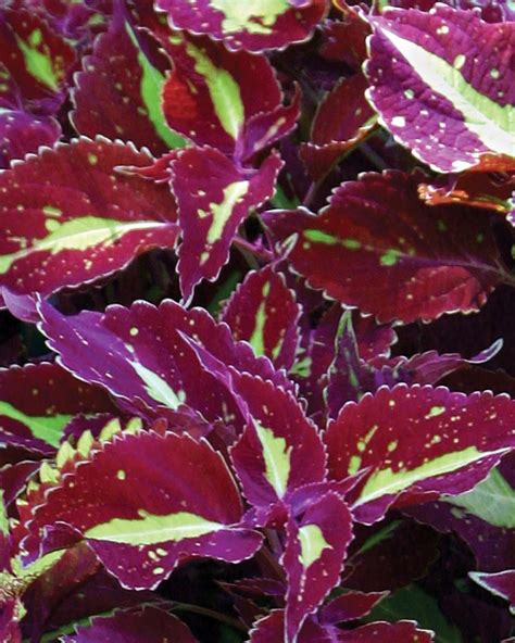 Saturn Coleus Solenostemon Scutellarioides Flower Garden Design