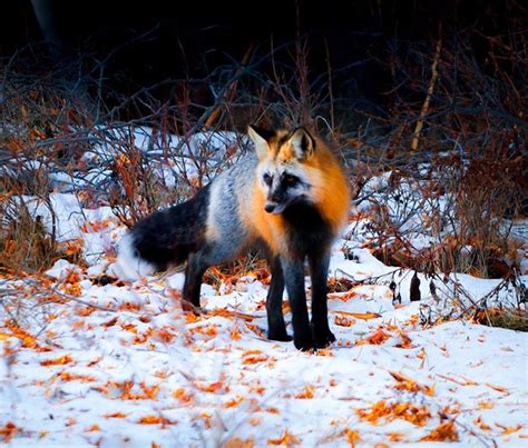 Extremely Rare Cross Fox Spotted At Maligne Lake Jasper National