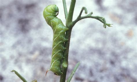 Tobacco Hornworm Manduca Sexta Linnaeus Tomato Hornworm Manduca Quinquemaculata Haworth