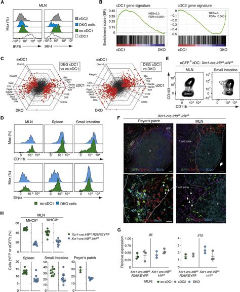 Irf8 Deficiency Induces The Transcriptional Functional And Epigenetic