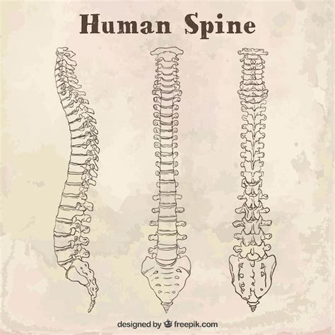 Human Spine Drawing