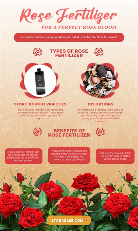 What Is The Best Fertilizer For Roses Your Ultimate Guide Storables