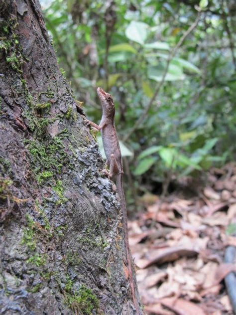 Brown eared Anole from Baños de Agua Santa Ecuador on September 20