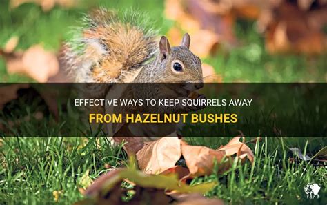 Effective Ways To Keep Squirrels Away From Hazelnut Bushes Petshun