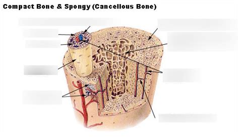 Osteon Bone Structure Diagram Quizlet