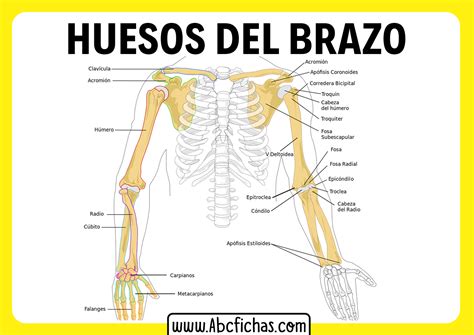 Los Huesos Del Brazo Abc Fichas