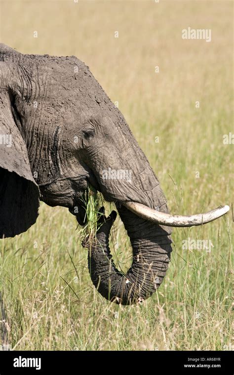 Elefante Comiendo Fotografías E Imágenes De Alta Resolución Alamy