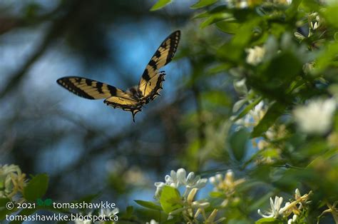 Tomass Hawkke S Naked Nature The Nectar Is Sweeter On The Other Side