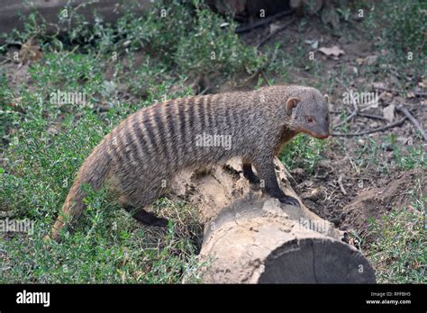 Banded Mongoose Zebramanguste Mangouste Rayée Zebramungó