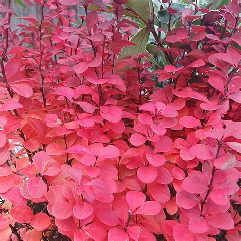 Berberis Thunbergii Orange Rocket Find Haveplanter