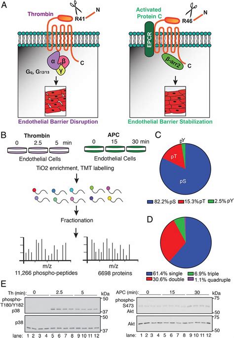 Phosphoproteomic Analysis Of Protease Activated Receptor Biased