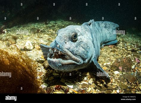 Atlantic Wolffish Anarhichas Lupus North Atlantic Ocean Iceland