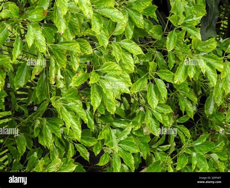 A close up shot of camphor laurel leaves. Cinnamomum camphora is a ...