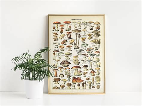 Adolphe Millot Champignons Poster Vintage Mushroom Illustration