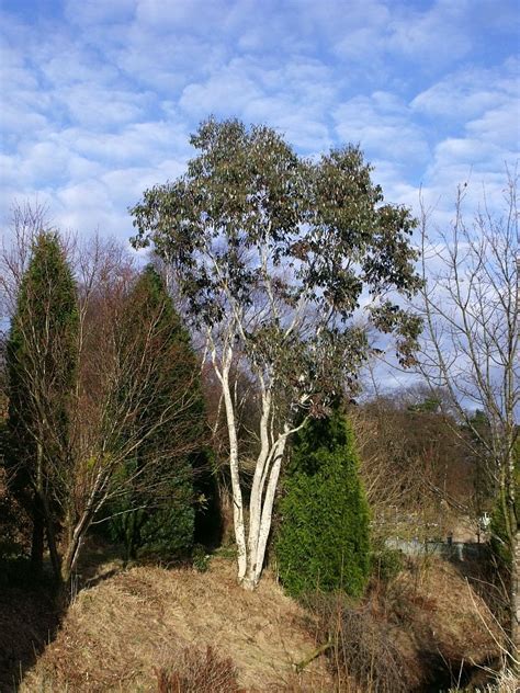 Snow Gum Eucalyptus Pauciflora Subsp Niphophila Growing Guides