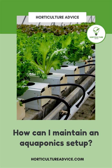 Beginners Guide To Aquaponics What You Need And How To Build A Great