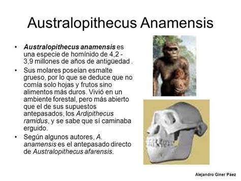 Australopithecus Anamensis Es Una Especie De Homínido De 42 39