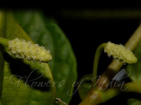 Piper betle - Betel Vine