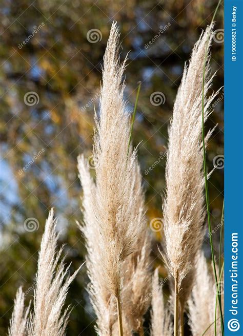 Cortaderia Selloana Gemeinhin Als Pampasgras Auf Anzeige Stockbild