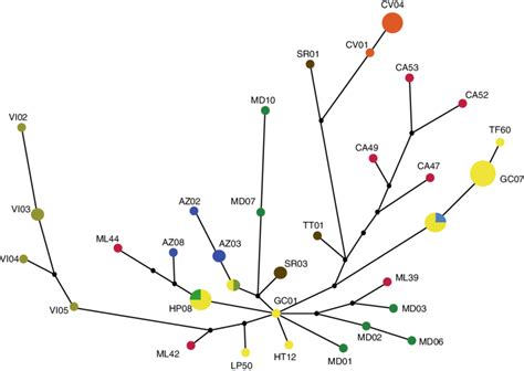 Median Joining Networks Topologies Of Mtdna Control Region Haplotypes