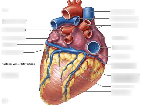 Posterior External Heart Diagram Quizlet