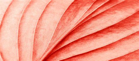 Living Coral Pantones Color Of The Year For Digital Storytellers