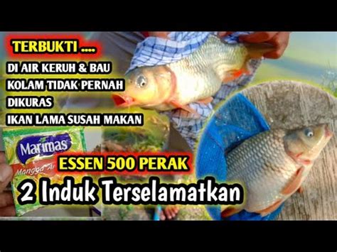 UMPAN IKAN MAS BABON SUSAH MAKAN Kalian Harus Coba Racikan Ini YouTube