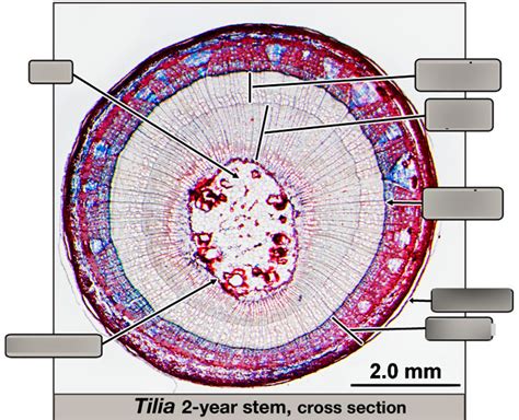 Tilia Stem Cs Diagram Quizlet