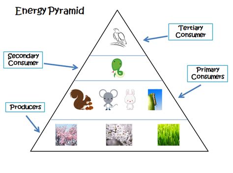 An Example Of An Energy Pyramid Forest Ecosystem