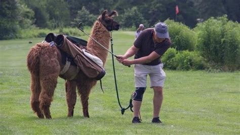 North Carolina golf course rents out llama caddies to carry your clubs ...