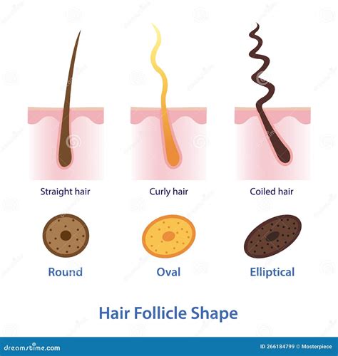 Diagram of Hair Follicle Shape Vector Illustration Isolated on White ...