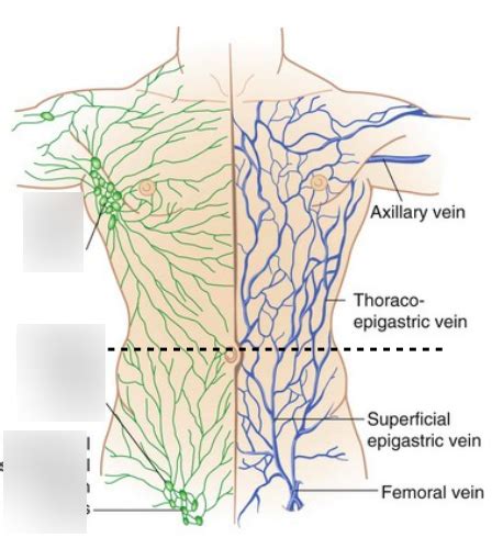 Abdomen Lymphatic System Diagram Quizlet