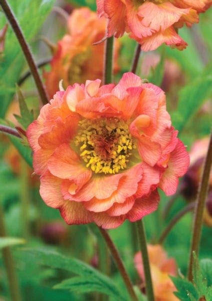 Geum Perennial Flowers For Your Garden - Garden Sanity by Pet Scribbles