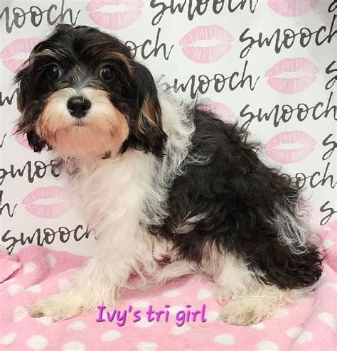 Female Cavapoos Smooch Pups