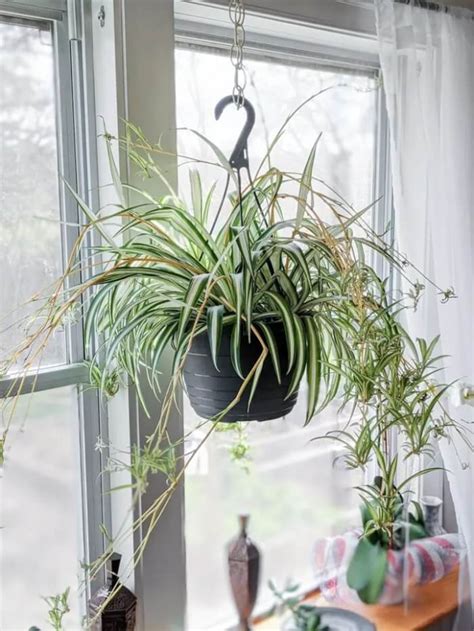 7 Incredible Spider Plant Benefits