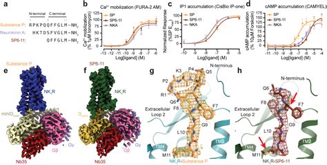 Selective G Protein Signaling Driven By Substance P Neurokinin Receptor