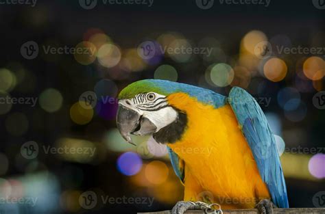 Portrait of a Blue Yellow Macaw Parrot on at night city colorful bokeh