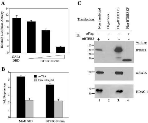 Transcriptional Repression Activity Of Bteb A The N Terminus Amino