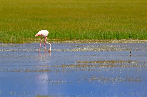 Colorful Bird Flamingo Nature Habitat Background Bird Greater Flamingo ...