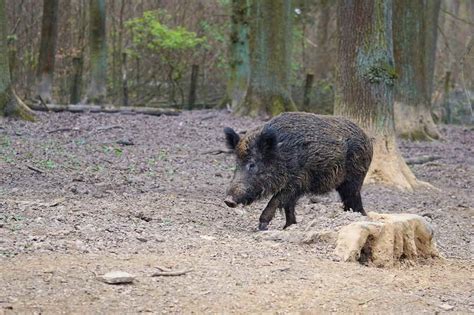 Wildschweine Wie Verhalten Waldpedia De