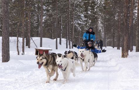 Self Drive Husky Safari Near Urho Kekkonen National Park From Saariselk