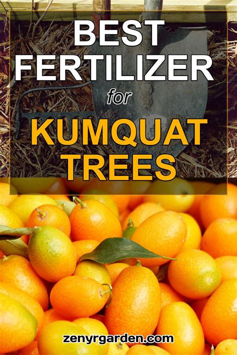 Best Fertilizer For Kumquat Trees Kumquat Tree Kumquat Fertilizer