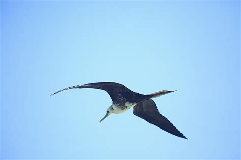 Fragata Em Voo Aves Marinhas Voam No C U Azul Liberdade Foto Premium