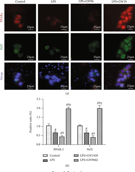 Figure From Ppar Alleviates Sepsis Induced Liver Injury By