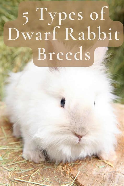 5 Types of Dwarf Rabbit Breeds - Every Bunny Welcome