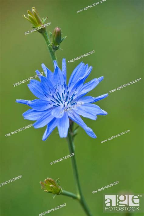 Common Chicory Cichorium Intybus Gemeine Wegwarte Cichorium Intybus